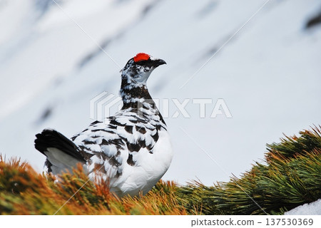 Rock ptarmigan: A bird that lives in mountainous areas 137530369