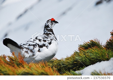 Rock ptarmigan: A bird that lives in mountainous areas 137530370