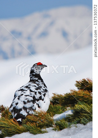Rock ptarmigan: A bird that lives in mountainous areas Rock ptarmigan: A bird that lives in mountainous areas 137530372