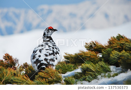 岩雷鳥，一種生活在山區的鳥類 137530373