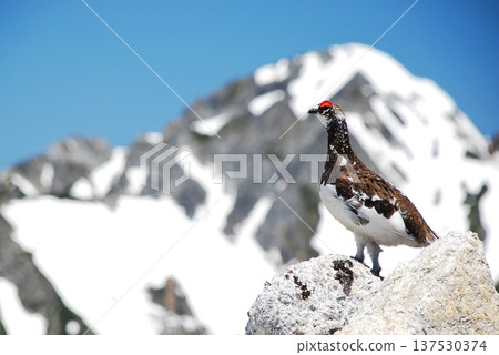 Rock ptarmigan: A bird that lives in mountainous areas 137530374