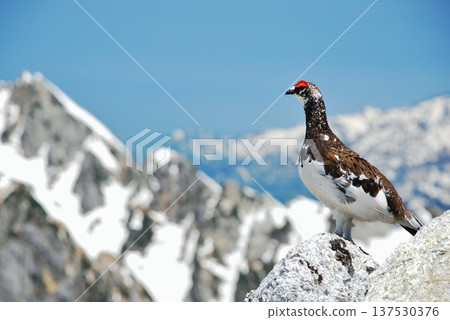 Rock ptarmigan: A bird that lives in mountainous areas 137530376