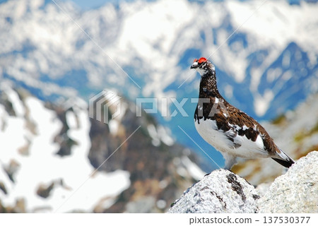 岩雷鳥,一種生活在山區的鳥類 岩雷鳥,一種生活在山區的鳥類 137530377