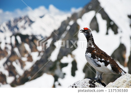 岩雷鳥,一種生活在山區的鳥類 岩雷鳥,一種生活在山區的鳥類 137530380