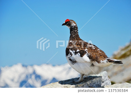 Rock ptarmigan: A bird that lives in mountainous areas Rock ptarmigan: A bird that lives in mountainous areas 137530384