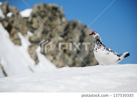 岩雷鳥，一種生活在山區的鳥類 137530385