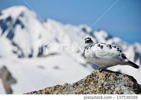 Rock ptarmigan: A bird that lives in mountainous areas Rock ptarmigan: A bird that lives in mountainous areas 137530389