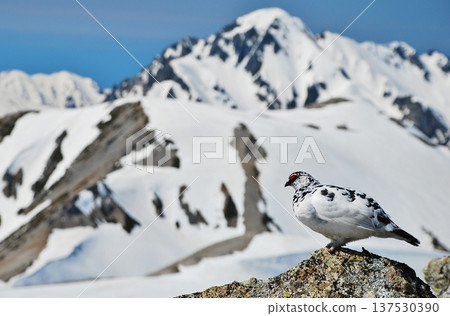 岩雷鳥，一種生活在山區的鳥類 137530390