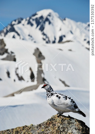 Rock ptarmigan: A bird that lives in mountainous areas Rock ptarmigan: A bird that lives in mountainous areas 137530392