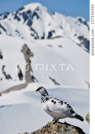 Rock ptarmigan: A bird that lives in mountainous areas 137530393