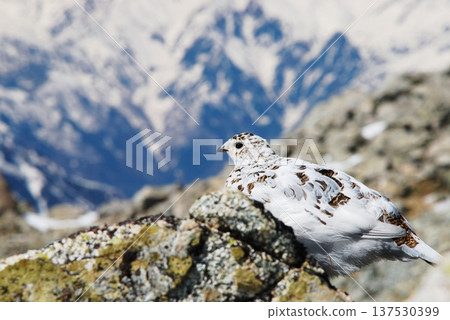 岩雷鳥，一種生活在山區的鳥類 137530399