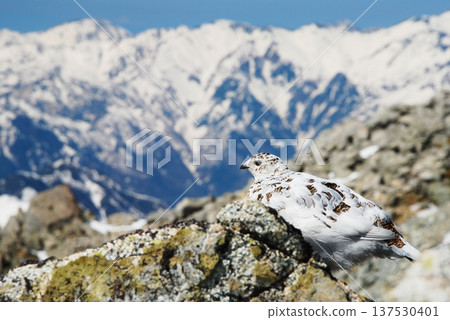 Rock ptarmigan: A bird that lives in mountainous areas 137530401