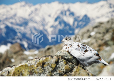 Rock ptarmigan: A bird that lives in mountainous areas 137530404