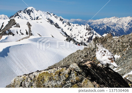 Rock ptarmigan: A bird that lives in mountainous areas 137530406