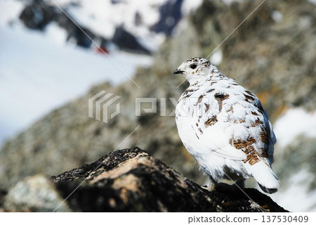 Rock ptarmigan: A bird that lives in mountainous areas Rock ptarmigan: A bird that lives in mountainous areas 137530409