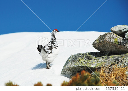 Rock ptarmigan: A bird that lives in mountainous areas Rock ptarmigan: A bird that lives in mountainous areas 137530411