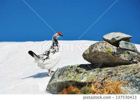 Rock ptarmigan: A bird that lives in mountainous areas Rock ptarmigan: A bird that lives in mountainous areas 137530413