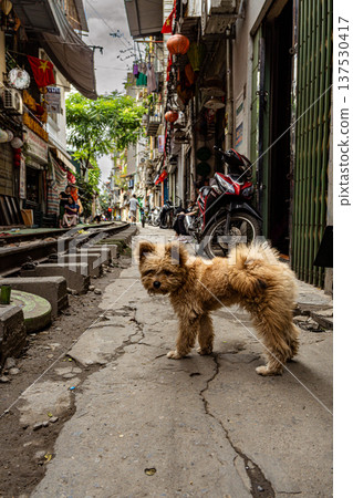 A dog in Train Street Hanoi, Vietnam A dog in Train Street Hanoi, Vietnam 137530417