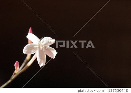 羽衣茉莉的白色花朵。簡單的植物素材，黑色背景。 137530448