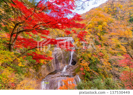 (茨城縣)秋葉最盛時的袋田瀑布 (茨城縣)秋葉最盛時的袋田瀑布 137530449