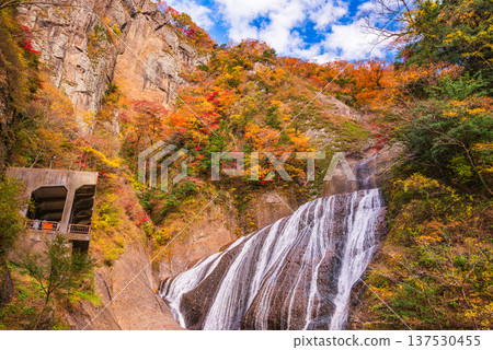 (Ibaraki Prefecture) Fukuroda Falls at the peak of autumn foliage 137530455