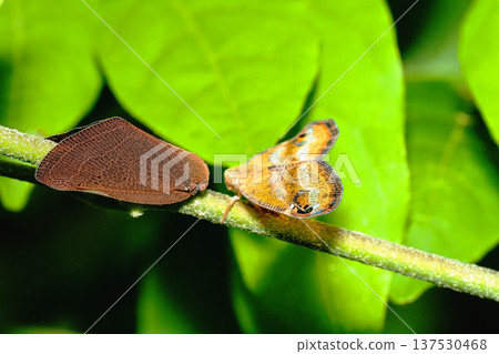 Chinese shrike moth and tortoiseshell moth Chinese shrike moth and tortoiseshell moth 137530468