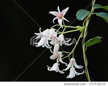Pale pink flowers floating on a black background 137530534