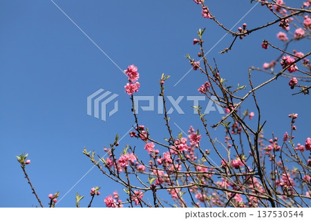 冬日晴空下,公園裡盛開著粉紅色的重瓣紅梅花。 冬日晴空下,公園裡盛開著粉紅色的重瓣紅梅花。 137530544