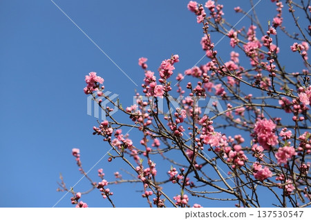 冬日晴空下，公園裡盛開著粉紅色的重瓣紅梅花。 137530547