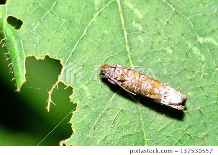 A species of small tortrix 137530557