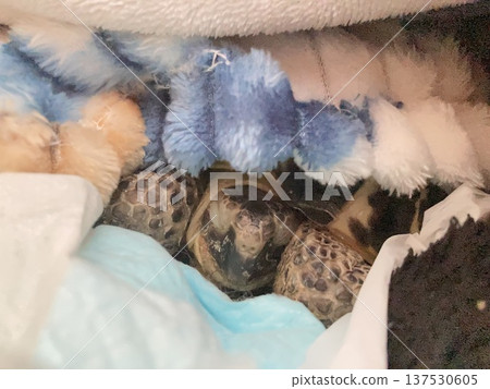 A Russian tortoise sleeping peacefully in a blanket 137530605