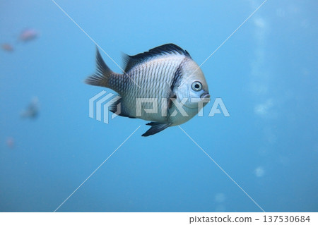 Reticulated round damselfish diving Reticulated round damselfish diving 137530684