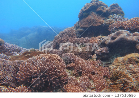 Coral reef diving 137530686