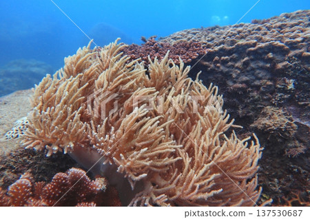 軟珊瑚 珊瑚礁 潛水 137530687