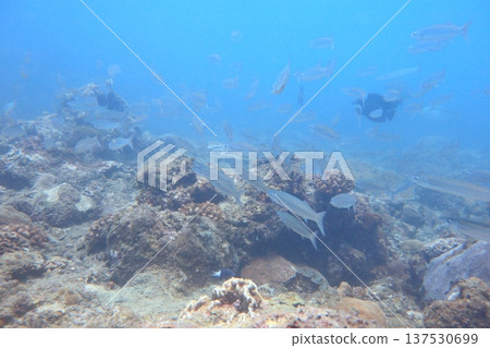 梭魚群 潛水 137530699