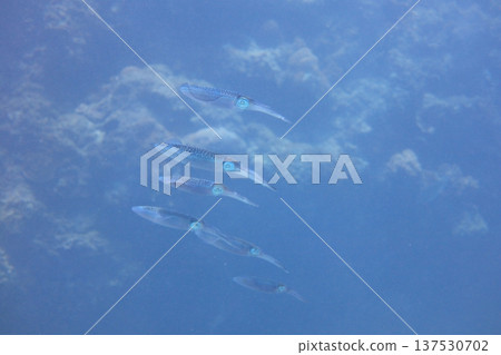 Small roll, lock tube, diving Small roll, lock tube, diving 137530702