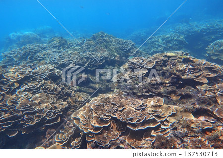 Rose coral diving Rose coral diving 137530713