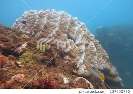珊瑚礁 熱帶魚 潛水 137530720