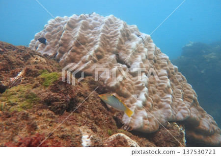 珊瑚礁 熱帶魚 潛水 137530721