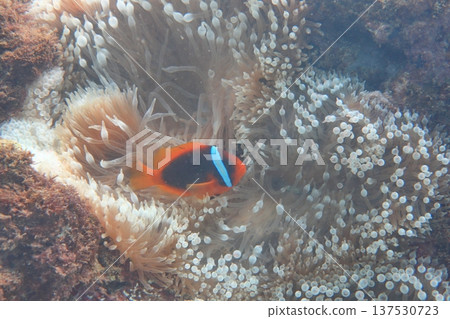 White-striped clownfish, clownfish, nipple anemone, diving 137530723