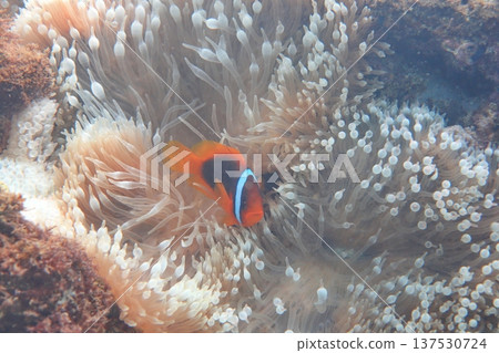白條雙鋸魚 小丑魚 奶嘴海葵 潛水 白條雙鋸魚 小丑魚 奶嘴海葵 潛水 137530724