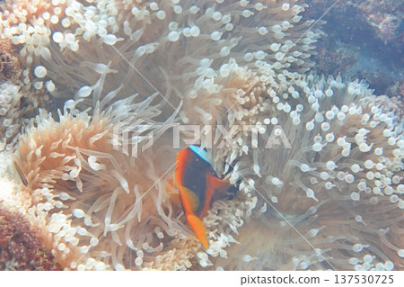 白條雙鋸魚 小丑魚 奶嘴海葵 潛水 137530725