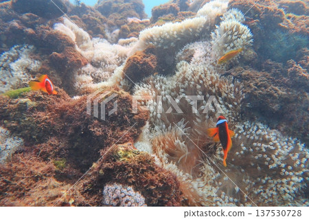 White-striped clownfish, diving White-striped clownfish, diving 137530728