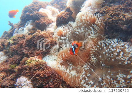 White-striped clownfish, clownfish, nipple anemone, diving 137530733