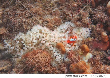 White-striped clownfish, clownfish, nipple anemone, diving 137530738