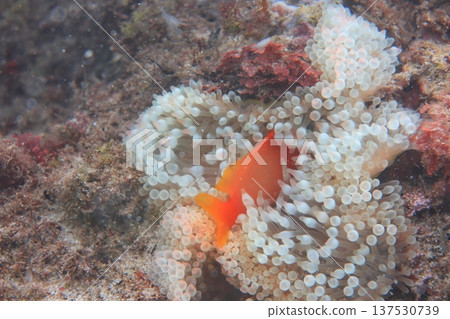 White-striped clownfish, clownfish, nipple anemone, diving White-striped clownfish, clownfish, nipple anemone, diving 137530739