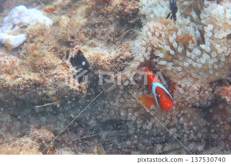 白條雙鋸魚 小丑魚 奶嘴海葵 潛水 137530740