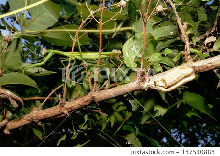 Praying mantis (left) and eggs (right) Praying mantis (left) and eggs (right) 137530883