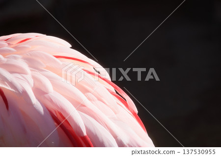 Flamingo feathers (zoo) 137530955