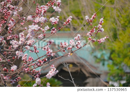 早春時節,悠京寺的杏花盛開 早春時節,悠京寺的杏花盛開 137530965
